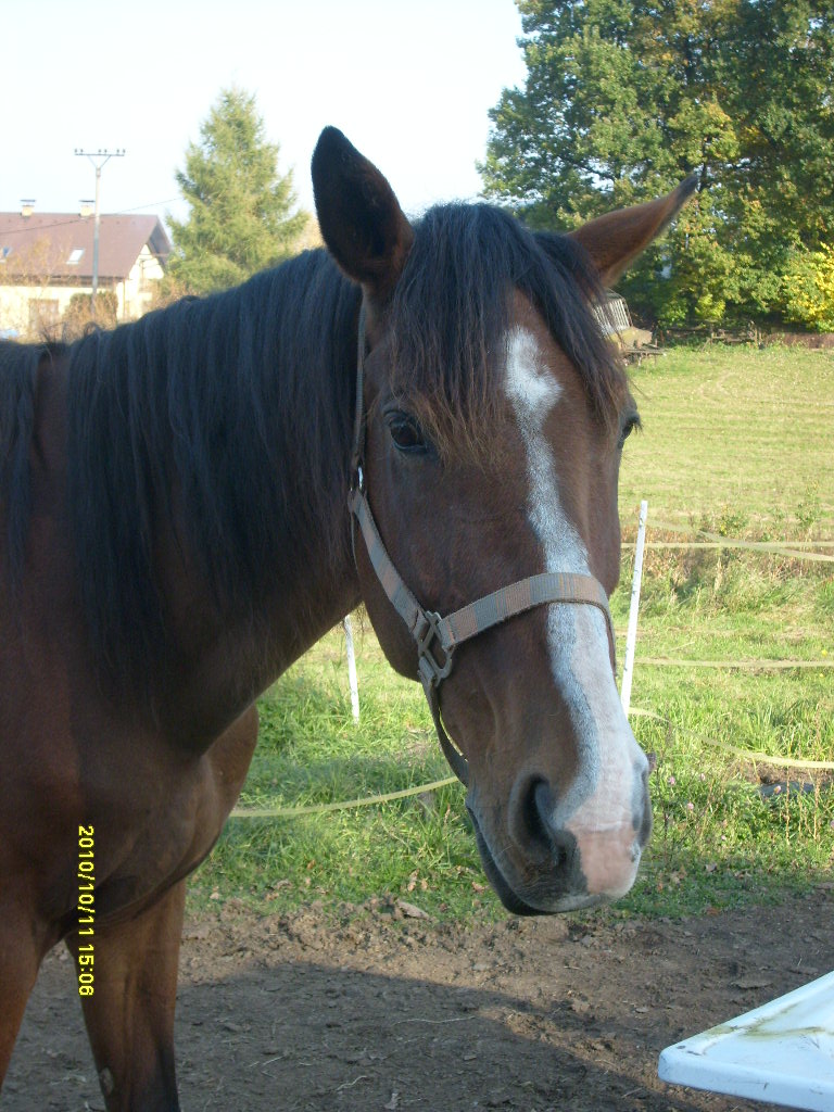 Koňouchové 5íjen 2010 128